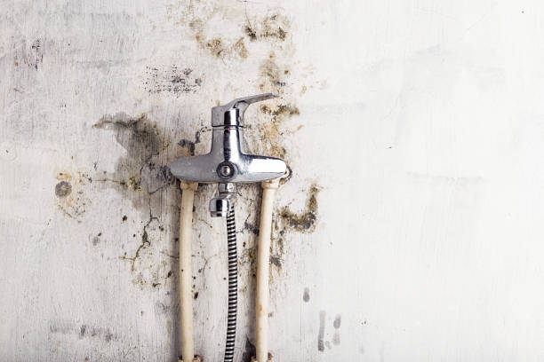 Best Residential Mold Removal  in Galeville, NY