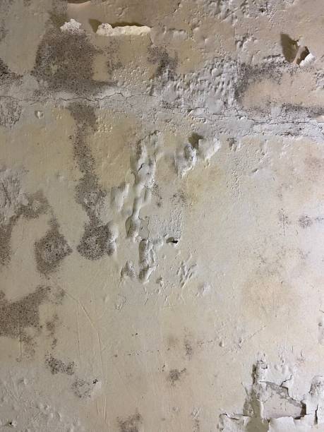 Best Toxic Mold Removal  in Galeville, NY