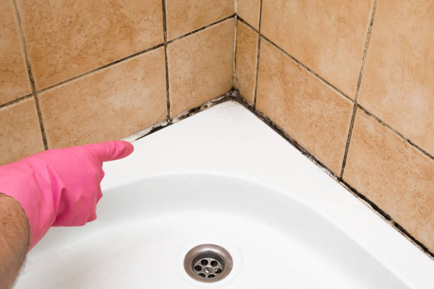 Best Professional Mold Removal  in Galeville, NY